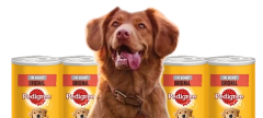 Pets Corner